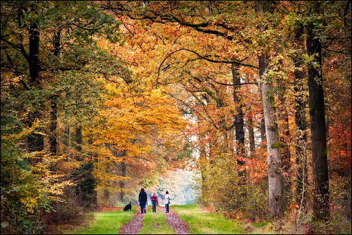 autumn trees people dog fall netherlands walking landscape woods europe path walk nederland drenthe odoorn 55250mm borgerodoorn