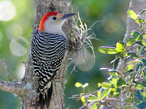 Red-bellied Woodpecker 20091226