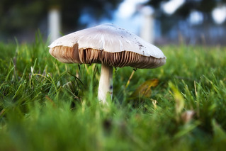 Photo:Mushroom By:Theophilos