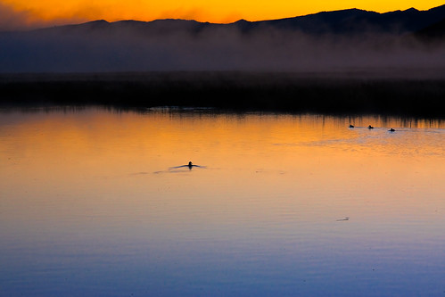 water sunrise dawn bravo ducks jackson wyoming