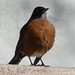 swell robin