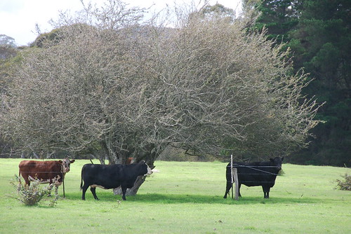 cattle majorscreek nsw australia