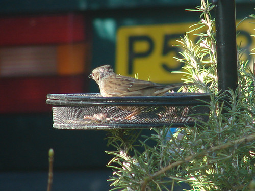 york birds sparrows
