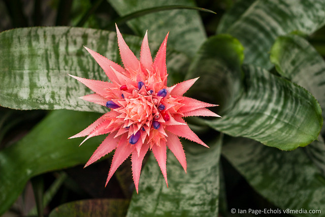 Pink Candy Bromeliad With Variegated Leaves
