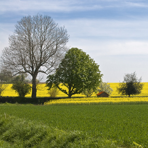 trees yellow jaune square geotagged countryside nikon raw rape hut arbres acr campagne canola cabane carré rapeseed d300 colza 500x500 10faves pixelistes betterthangood nikonfrance afsvr70300mm clicknflickritis iamflickr nikonistes nikonflickraward carréfrançais 4tografie multimegasquare geo:lat=49554557 geo:lon=1252388