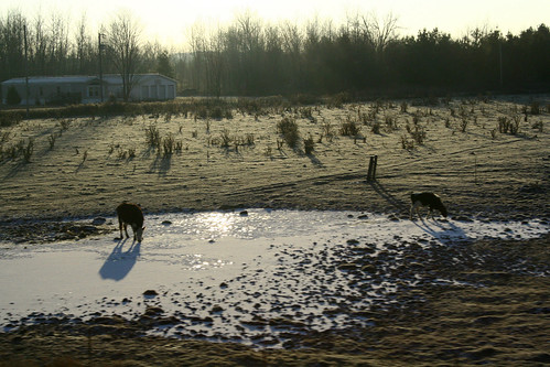 winter snow field wisconsin sunrise cow frost falls chippewa