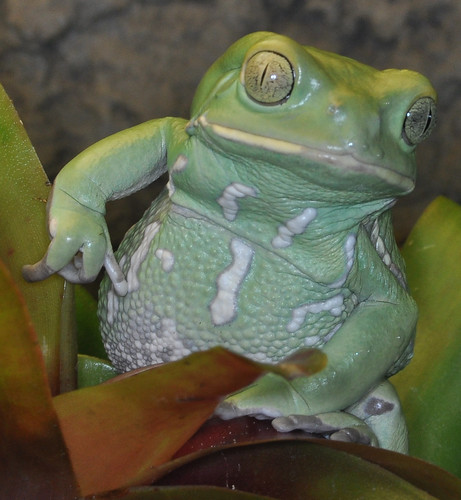 frog top20animals top20frogs muzeo mywinners