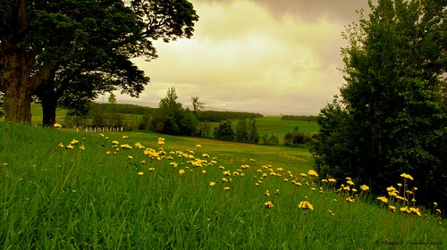 summer canada field landscape quebec yellowflowers québec paysagesété