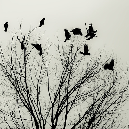 winter black tree monochrome grey fly nikon kentucky gray flight row blackbird montague aloft corvus takeflight d80 willmontague
