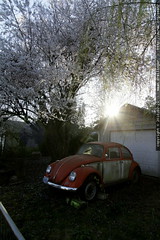 sun setting behind a vw beetle & cherry blossoms 
