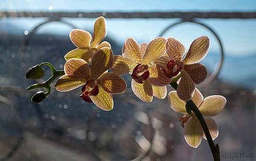 orchid flower window 50mm nikon 14 finestra orchidea fior d5000