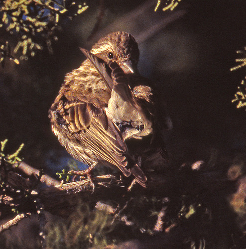 bird finch 1994 nm purplefinch fringillidae carpodacuspurpureus carpodacus passeriformes passerine sanmiguelco