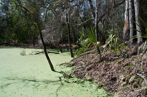 florida catfish duckweed cavediving polarisingfilter manateesprings nikond90 tamron1750mmƒ28