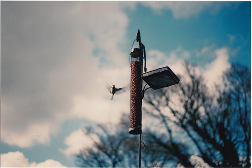 ireland blur bird birdfeeder fujifilm wexford eastermonday newross yashicafx3 tartalom christophersweeney fulicolorsuperia200