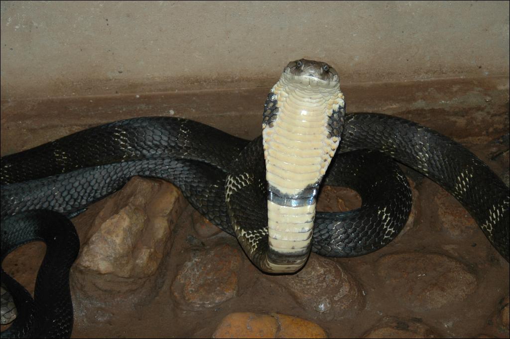 What is King Cobra Venom Used for?