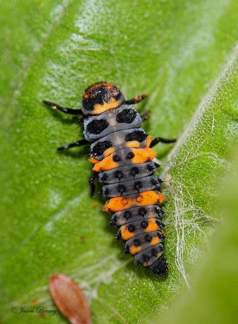 Convergent Lady Beetle - Hippodamia convergens (Larvae) - a photo on ...
