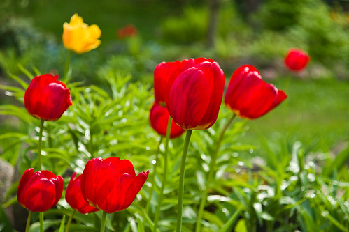 flowers nature spring flora lithuania lietuva pavasaris gamta gėlės kulionys molėtųobservatorija molėtaiobservatory