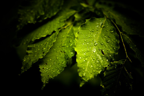 canada leaves rain canon leaf quebec 5d waterdrops montorford orford lightroom canoneos5d parcnationaldumontorford routeverte canonef24105mmf4lisusm montorfordnationalpark