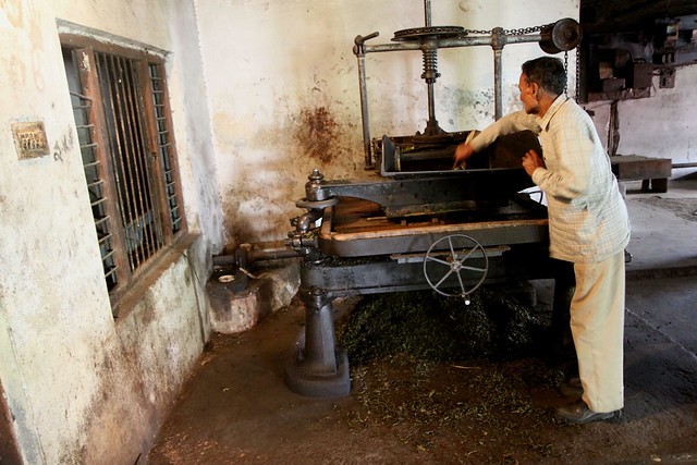 palampur tea factory