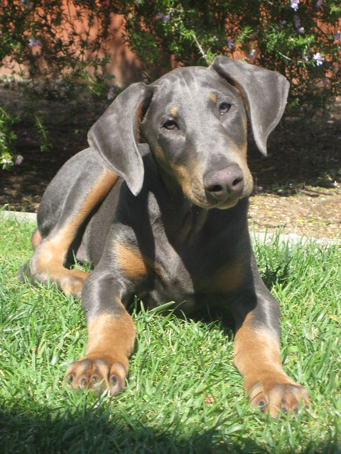 Rhino Blue Doberman Pinscher | Flickr - Photo Sharing!