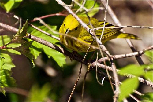 ontario bird brighton lakeontario yellowwarbler dendroicapetechia presquilepointprovincialpark