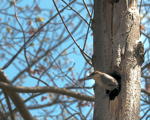 tree birds spring brownheadednuthatch