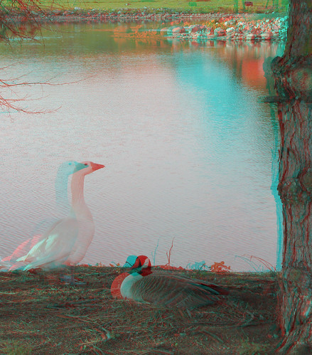 tree water birds geese stereoscopic stereophoto 3d anaglyph iowa anaglyphs redcyan 3dimages 3dimage 3dphoto 3dphotos 3dpictures stereopicture 3dpicture idagrove