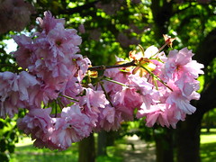 Cherry Blossoms, Cannizaro Park