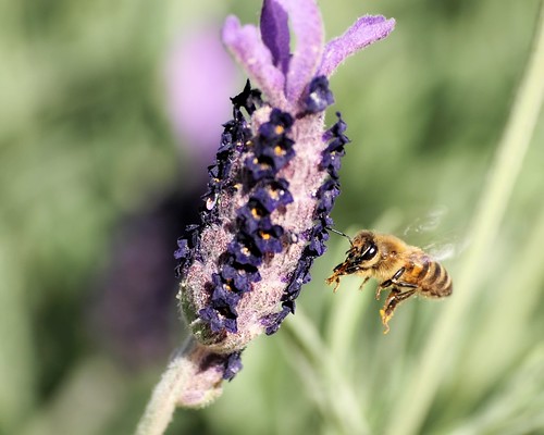 © lavender honeybee raleighnc beeinflight jcraulstonarboretum garyburke olympuse510