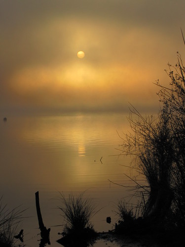 newzealand fog sunrise landscape scenery hamilton waikato northisland region hamiltonlake