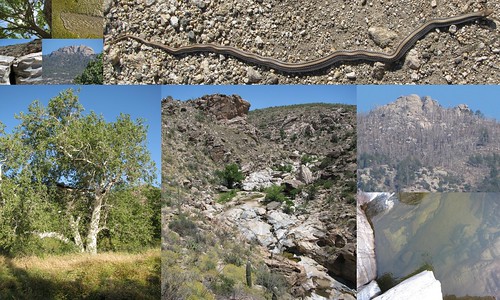 arizona tucson az hike gartersnake tanqueverdefalls redingtonpass uppertanqueverdefalls