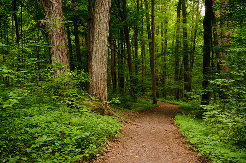 trees newyork green digital forest landscape woods path mormon lds palmyra pathway d300 sacredgrove latterdaysaint