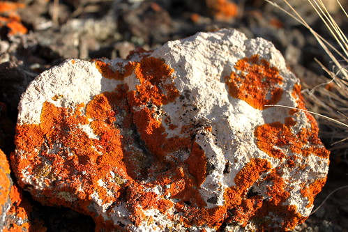 orange white rock landscape volcano desert lichen wyoming boarstusk sweetwatercounty