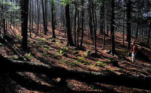 trees forest woods shadows hiking oldgrowth williamsfamilyforest