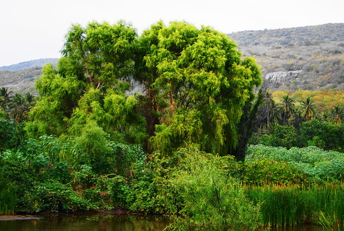 trees green beautiful river landscape mexico tranquility ticla laticla