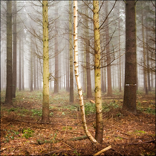 wood mist fog forest nebel bosque wald niebla flickrunitedaward