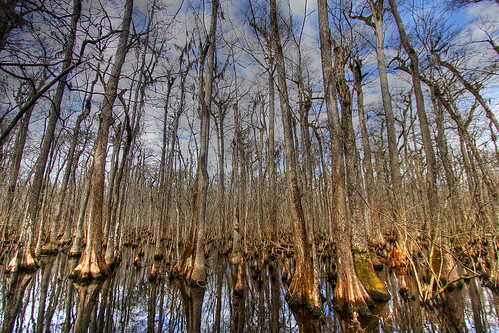old trees nature reflections photographer southcarolina swamp cypress hdr francisbeidlerforest sethberryphotography