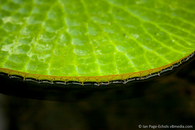 Edge of Lily Pad