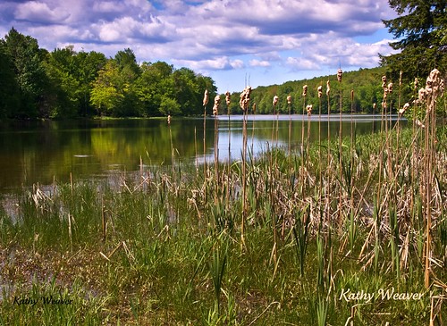 sky lake nature water clouds reflections landscape photography reservoir cattails unioncity olympuse520 kathyweaver