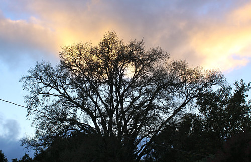 sunset oak atascadero