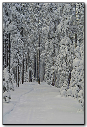 trees winter snow montana chiefjosephcrosscountryskicenter