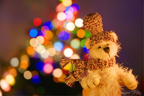 bear christmas xmas tree teddy merry polar