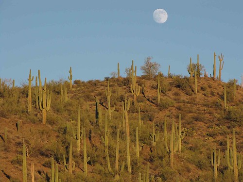arizona usa moon mountains cacti landscapes desert unitedstatesofamerica gps 2009
