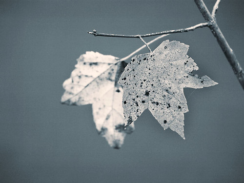 blue autumn light fall leaf nc branch dof bokeh northcarolina raleigh monochromatic tone speckled chrysti yatesmill hydeck