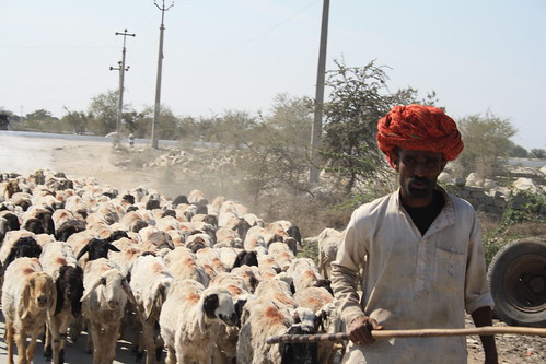 india animal sheep turban herd rajasthan chittorgarh