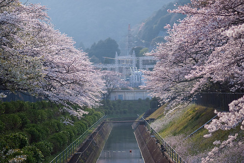 japan stream 桜 cherryblossom 日本 sakura mie gettyimages 櫻花 さくら 三重 紀北町