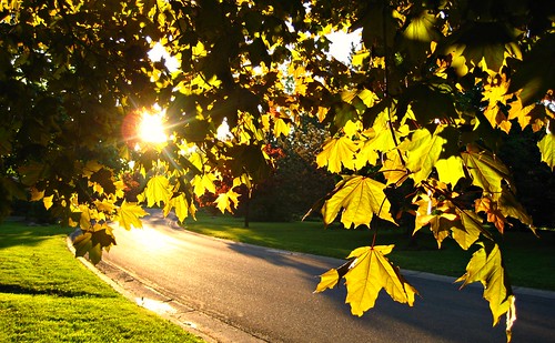 road light sun color tree green leaves suburban suburbia goldenratio clearviewfarms