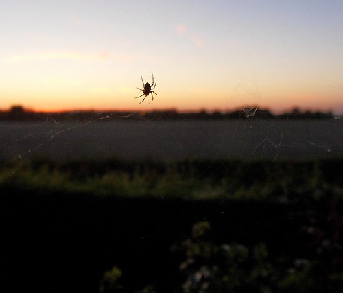 sunset sky spider web ragno ragnatela