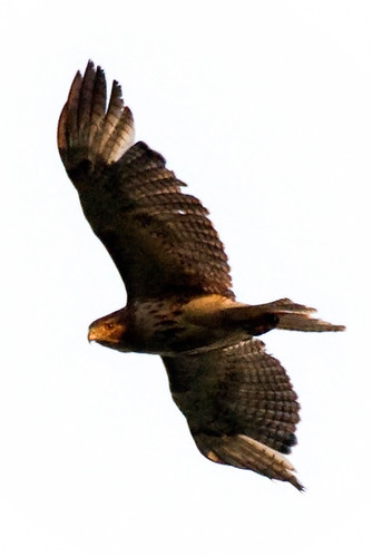 bird eyecontact hawk raptor birdofprey redtailedhawk