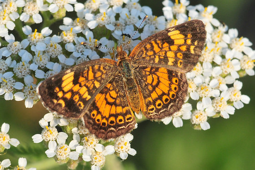park orange creek butterfly crescent kansas pearl yarrow wichita chisholm chisholmcreekpark